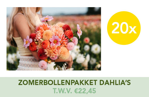 20 x Zomerbollenpakket dhalia's t.w.v. €22,45